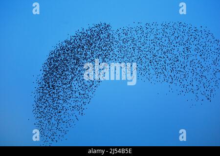 Starreda comune (Sturnus vulgaris), gregge di stelle battenti nel cielo, Belgio, Fiandre Occidentali Foto Stock