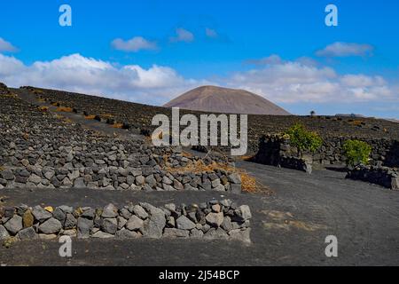 Pareti in pietra lavica al vigneto Bodega El Grifo, Isole Canarie, Lanzarote, la Geria Foto Stock