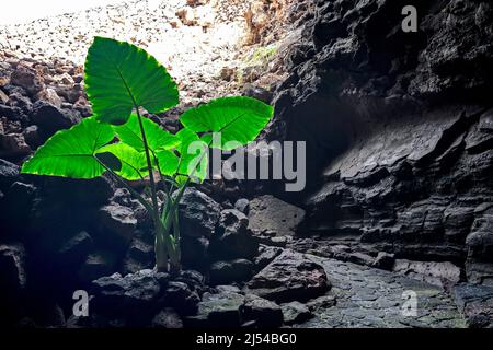 Ingresso al tunnel di lava Cueva de los Verdes, piante in rocce vulcaniche, Isole Canarie, Lanzarote Foto Stock