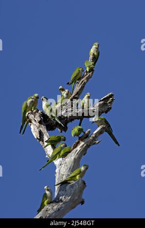 Monaco parakeet (Myiopsitta monachus), gruppo arroccato su un albero morto, Brasile, Pantanal Foto Stock