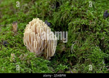 Corallo verticale (Ramaria stricta), corpo fruttato su muschio, Germania, Brandeburgo Foto Stock