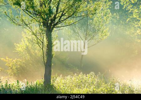 Grootmeers zona naturale a Zingem, Belgio, Fiandre Orientali, Grootmeers, Zingem Foto Stock