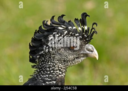 Grande curassow (Crax rubra), femmina, ritratto Foto Stock