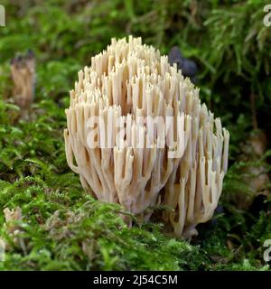 Corallo verticale (Ramaria stricta), corpo fruttato su muschio, Germania, Brandeburgo Foto Stock