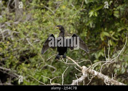 Cormorante neotropico (Phalacrocorax brasilianus, Phalacrocorax olivaceus), arroccato su un ramo che asciuga le sue ali, Brasile, Pantanal Foto Stock