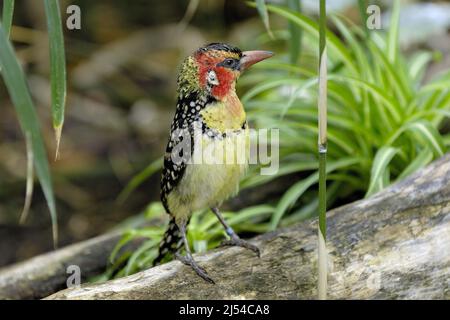 barbet rosso e giallo (Trachyphonus eritrocephalus), maschio Foto Stock