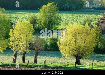 Bocage paesaggio con salici pollard, Belgio, Fiandre Orientali, Zegelsem, Burreken Foto Stock