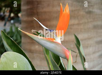 Particolare di fiore uccello del Paradiso o Strelitzia Reginae Foto Stock