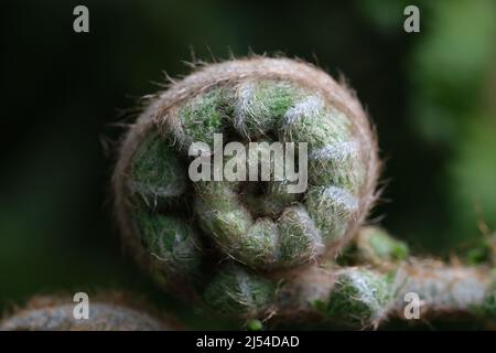 Fresh Fern Spiral primo piano Vista di Fresh Green Young Wild Fern in forma di spirale con profondità di campo poco profonda nella foresta. Messa a fuoco selettiva con sfondo verde sfocato Foto Stock
