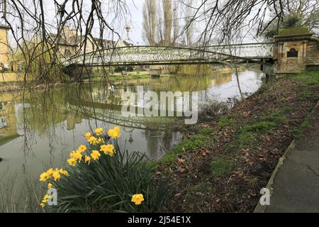 Narcisi lungo il fiume Welland, Stamford Town, Lincolnshire County, Inghilterra, Regno Unito Foto Stock