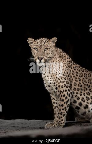 Enorme femmina selvaggia leopardo o pantera estremo primo piano immagine di arte o ritratto in fauna selvatica safari nella foresta dell'india centrale asia - panthera Foto Stock