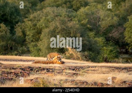 amorevole cura reale tigre bengala madre hugging e coccole momento con due di piccoli cubs in sfondo verde naturale durante il safari all'aperto della fauna selvatica Foto Stock