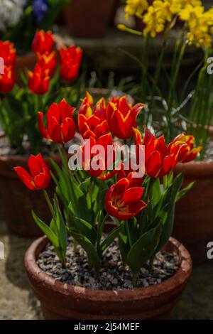 Tulipani rossi nani in una pentola di terracotta. Foto Stock