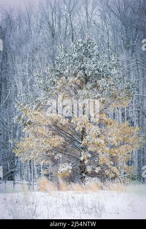 Una pineta solita ghiacciata con una nuova neve caduta a fine inverno a Door County Wisconsin. Foto Stock