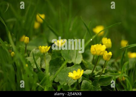 piccoli fiori gialli crescono in un giardino di primavera Foto Stock