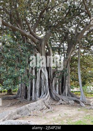 Ficus macrophylla nel Giardino Garibaldi in Piazza Marina a Palermo, Sicilia, Italia Foto Stock
