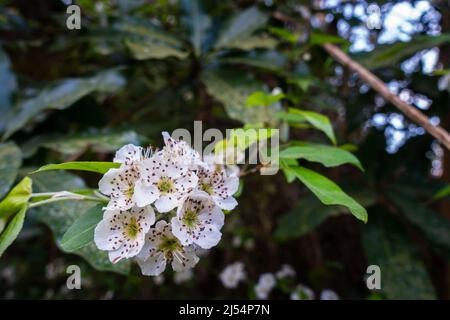 Un primo colpo di Crataegus pungata fiore appeso. È una specie di biancospino conosciuta con i nomi comuni di biancospino punteggiato o fiaccola bianca. Foto Stock