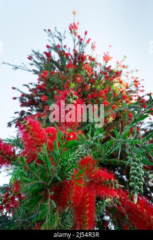 Crimson bottlebrush (Callistemon citrinus) il comune bottlebrush rosso, cremisi bottlebrush, o limone bottlebrush, è una pianta della famiglia Myrt mirto Foto Stock