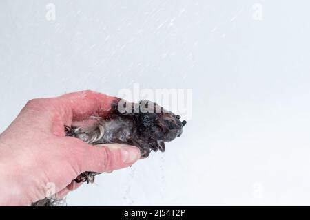 Mano che tiene una zampa bagnata di un cane su uno sfondo bianco. Lavare le zampe di cani dopo una passeggiata. Cura degli animali. Igiene del cane. Cani da bagno. Rimozione dello sporco, d Foto Stock