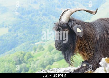 Primo piano ritratto di capra Pyrenean razza sulla collina verde valle nel Paese Basco Francia Foto Stock