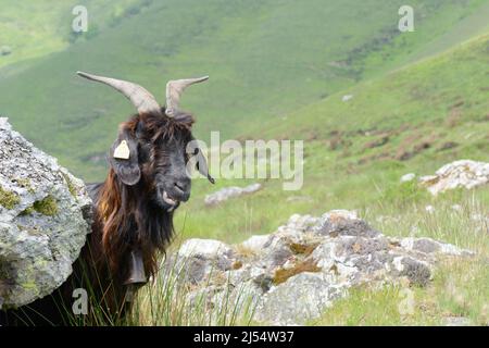 La capra dei Pirenei si alleva nelle colline basche e nelle valli sud-ovest della Francia Foto Stock
