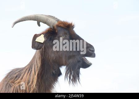 Capra dei Pirenei nelle montagne dei Paesi Baschi Francia Foto Stock