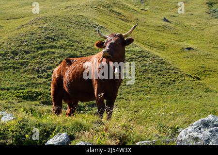 Mucca di razza Salers nel pascolo di montagna Foto Stock