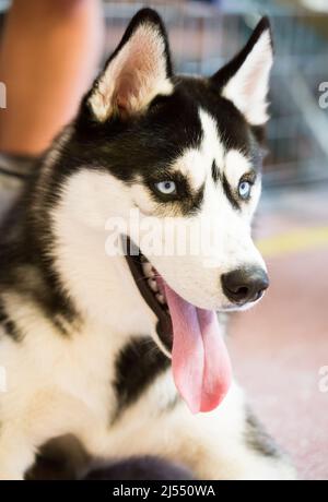 Ritratto di Husky Siberiano di cane Husky Siberiano di razza purosangue Foto Stock