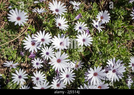 MARGUERITES DU CAP, MARSIGLIA BDR 13 Foto Stock