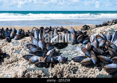 Cozze selvatiche, Mytilus edulis, sulla spiaggia di Trebarwith Strand, Cornovaglia del Nord Regno Unito. Foto Stock