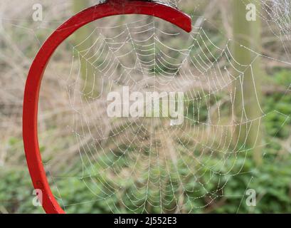 Dovete essere in su piacevole e presto per ottenere questo colpo- le prime vele del ragno del mattino, bejeweled dalle goccioline d'acqua, su una mattina di Springn di nebbia. Questo era s Foto Stock