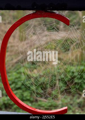 Dovete essere in su piacevole e presto per ottenere questo colpo- le prime vele del ragno del mattino, bejeweled dalle goccioline d'acqua, su una mattina di Springn di nebbia. Questo era s Foto Stock