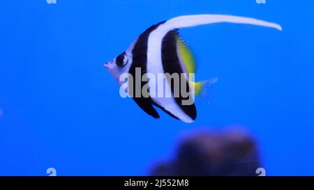 Pesci angelo coda lunga acquario pesce Foto Stock