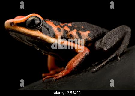 Rana velenosa di Silverstones (Amereega silverstonei) Foto Stock