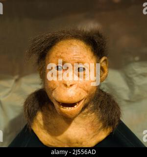 Replica della testa dell'Australopithecus afarensis Selam (il primo bambino), Museo Nazionale Addis Abeba, Etiopia Foto Stock