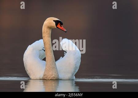 Mute maschio cigno, primo piano. Galleggia su una tranquilla superficie d'acqua al tramonto. Sfondo sfocato, spazio di copia. Genere Cygnus olor. Lago Dubnica, Slovacchia. Foto Stock