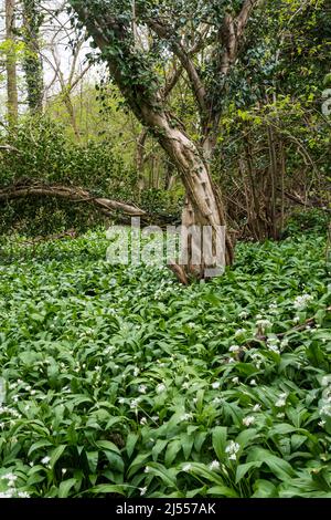 Aglio selvatico, Allium ursinum, o bastoni che crescono in un bosco di Norfolk. Foto Stock