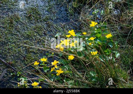 Paludi in fiore al bordo dello stagno Foto Stock