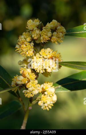 Fiori di Laurel Bay, Laurus Nobilis Foto Stock