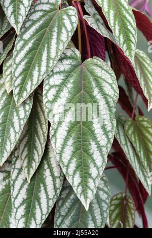 Foglie di scolorimento di Cissus, Rex Begonia Vine Foto Stock