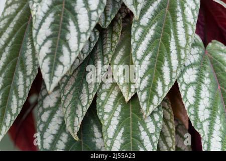 Foglie di scolorimento di Cissus, Rex Begonia Vine Foto Stock
