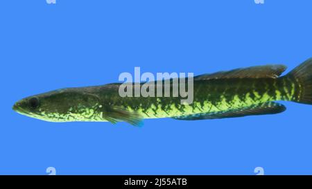 Serpente testa Murrel pesce acquario pesce Foto Stock