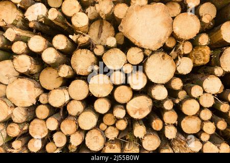 Tronchi di conifere impilati in un bosco gestito dopo il raccolto. Foto Stock