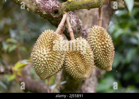 Monthong durian su albero, re di frutta dalla Thailandia Foto Stock