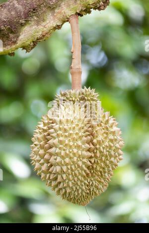 Monthong durian su albero, re di frutta dalla Thailandia Foto Stock