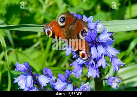 Uploders, Dorset, Regno Unito. 20th aprile 2022. Meteo Regno Unito. Una farfalla di pavone, Aglais io, raccolta nettare da bluebells a Uploders in Dorset in una calda giornata di sole. Picture Credit: Graham Hunt/Alamy Live News Foto Stock