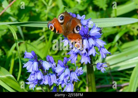 Uploders, Dorset, Regno Unito. 20th aprile 2022. Meteo Regno Unito. Una farfalla di pavone, Aglais io, raccolta nettare da bluebells a Uploders in Dorset in una calda giornata di sole. Picture Credit: Graham Hunt/Alamy Live News Foto Stock