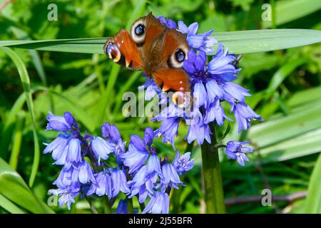 Uploders, Dorset, Regno Unito. 20th aprile 2022. Meteo Regno Unito. Una farfalla di pavone, Aglais io, raccolta nettare da bluebells a Uploders in Dorset in una calda giornata di sole. Picture Credit: Graham Hunt/Alamy Live News Foto Stock