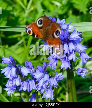 Uploders, Dorset, Regno Unito. 20th aprile 2022. Meteo Regno Unito. Una farfalla di pavone, Aglais io, raccolta nettare da bluebells a Uploders in Dorset in una calda giornata di sole. Picture Credit: Graham Hunt/Alamy Live News Foto Stock