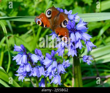 Uploders, Dorset, Regno Unito. 20th aprile 2022. Meteo Regno Unito. Una farfalla di pavone, Aglais io, raccolta nettare da bluebells a Uploders in Dorset in una calda giornata di sole. Picture Credit: Graham Hunt/Alamy Live News Foto Stock